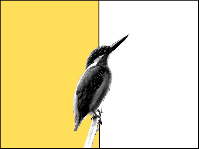 background remover tool